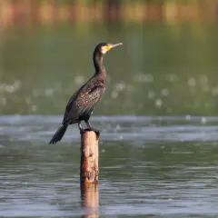 Ein Kormoran sitzt auf einem Holzpfahl im Wasser und wartet auf seine nächste Kormoran Jagd.