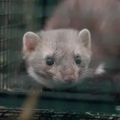 Ein Marder sitzt in einem Käfig. Marderfallen sind verboten, um Tiere zu schützen.