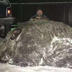 Ein Mann steht hinter einem riesigen Wildschwein. Das beeindruckende Wildschwein Gewicht lässt erahnen, dass dies eine außergewöhnliche Jagd war.