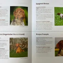 Ein brauner Jagdhund mit weißer Brust und Pfoten, der im Gras steht. Ein weiterer Jagdhund, ein Vizsla, sitzt im Gras.