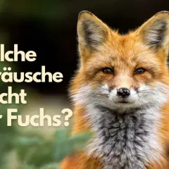 Ein Rotfuchs blickt neugierig in die Kamera. Die Frage "Welche Geräusche macht der Fuchs?" steht im Bild.