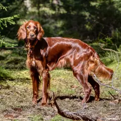 Ein schöner Irish Setter im Wald, der aufmerksam die Umgebung beobachtet. Keine Probleme hier, nur Natur.
