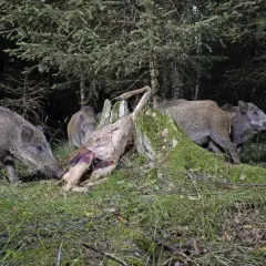 Wildschweine fressen ein Reh im Wald. Mehrere Tiere sind um den Kadaver versammelt, der auf einem moosbewachsenen Baumstumpf liegt.