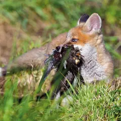 Ein junger Fuchs mit Beute im Maul, der gerade versucht, sie zu verspeisen.