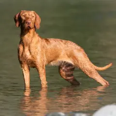 Ein brauner Drahthaar-Wischler steht im Wasser, sein Fell glänzt nass.