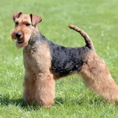 Ein stolzer Welsh Terrier steht auf einer grünen Wiese. Sein struppiges Fell ist schwarz und braun gefärbt.
