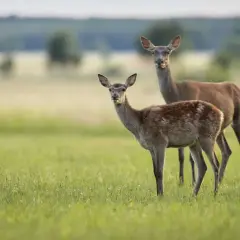Zwei schmucke Rotwild-Tiere stehen auf einer grünen Wiese.