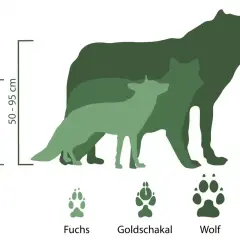Größenvergleich: Fuchs (35-45 cm), Goldschakal (44-50 cm) und Wolf (50-95 cm). Die Abdrücke zeigen den Goldschakal-Wolf-Unterschied.