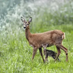 Eine Rehgeiß mit ihrem getupften Kitz im hohen Gras. Rehe sind oft in der Dämmerung aktiv, wenn sie nach Nahrung suchen.
