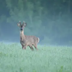 Ein Rehbock steht im Morgentau auf einer Wiese. Die Blattzeit hat begonnen, und das Rehwild ist aktiv.