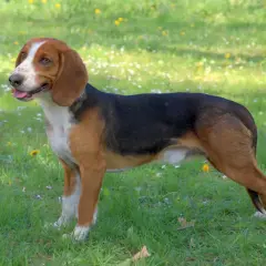 Ein dreifarbiger Bracke Hund mit aufmerksamem Blick steht auf einer grünen Wiese. Sein Charakter strahlt Neugier und Freundlichkeit aus.