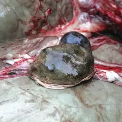 Nahaufnahme der Milz eines Rehs, die mit Blut durchzogen ist.