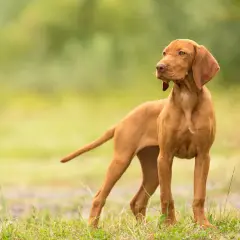 Ein junger, kurzhaariger Magyar Vizsla steht auf einer grünen Wiese und blickt aufmerksam zur Seite.