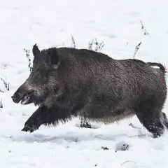 Ein Wildschwein rennt durch den Schnee. Es ist ein beeindruckender Anblick, dieser haltepunkt wildschwein in der winterlichen Landschaft.