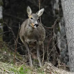 Ein Reh steht im Wald, bereit für den jagdjahr beginn. Die Natur erwacht, und das scheue Tier ist auf der Hut.