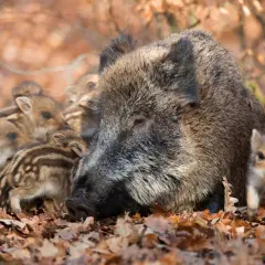 Eine Wildschwein-Mutter schützt ihre gestreiften Frischlinge im Laub.