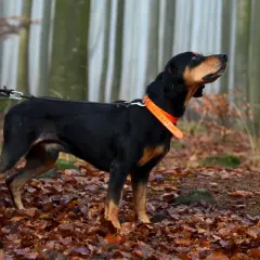 Schwarzwildbracke mit orangefarbenem Halsband im Herbstwald. Ein treuer Familienhund, der aufmerksam die Umgebung beobachtet.