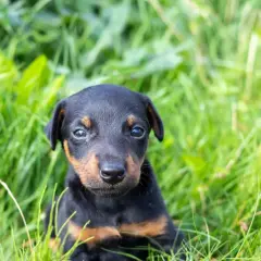 Ein süßer deutscher Jagdterrier glatthaar Welpe sitzt im grünen Gras und schaut neugierig in die Kamera.