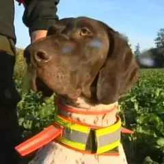 Jagdhund in Bayern, geschützt vor Aujeszky'scher Krankheit.