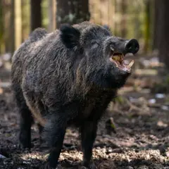 Ein Keiler, ein wildes Schwein, steht im Wald und zeigt seine beeindruckenden Hauer.