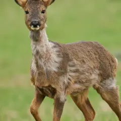 Rehwild im Fellwechsel, das Fell wirkt struppig und ungleichmäßig.