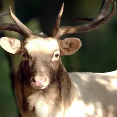 Ein Damhirsch mit prächtigem Geweih blickt in die Kamera. Die Jagdzeit in Niedersachsen beginnt.