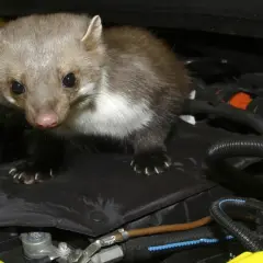 Ein Marder sitzt im Motorraum eines Autos. Was lockt Marder an? Wärme und Verstecke.