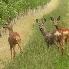 Drei Rehe stehen auf einer Wiese neben einem Obstgarten. Eines schaut zurück, die anderen beiden blicken neugierig in die Kamera. Ein junger Bock, auch Knopfbock genannt, ist hier zu sehen.