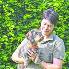 Eine Frau hält liebevoll einen Dackel, der als Jagdhund bekannt ist.