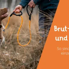 Brauner Hund mit Leine wartet auf seinen Besitzer. Informationen zu Brut- und Setzzeit sowie Leinenpflicht in den Bundesländern.