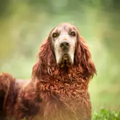 Ein älterer Irish Setter mit markantem Gesicht und rotem Fell, der im Gras sitzt. Seine Lebenserwartung ist hoch, er ist ein treuer Begleiter.
