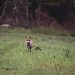 Ein neugieriger Fuchs nähert sich vorsichtig über eine grüne Wiese. Ein Versuch, den Fuchs anzulocken, könnte hier gelingen.