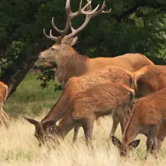 Majestätischer Hirsch mit Geweih inmitten seiner Hirschkühe. Die **Rotwildbrunft** ist in vollem Gange, die Tiere grasen friedlich im hohen Gras.