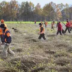 Jäger in leuchtenden Warnwesten und mit Gewehren durchkämmen ein Feld bei einer Treibjagd in Bayern. Hunde sind ebenfalls im Einsatz.