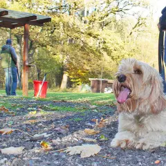 Ein Hund liegt entspannt am Boden, während im Hintergrund Menschen auf einem Schießstand sind. Hier wird der Hund schussfest gemacht.