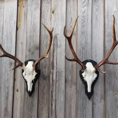Zwei prächtige Hirschgeweihe, die an einer Holzwand hängen. Diese Hirsch-Trophäen sprechen die Klasse 3 an und sind ein beeindruckender Anblick.