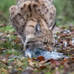 Ein Luchs mit getupftem Fell packt eine Taube. Ein Luchs-Angriff auf ein Beutetier, nicht auf einen Menschen.