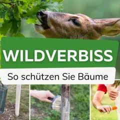 Wildverbiss: Ein Reh frisst Eichenblätter. Bild zeigt Schutzmaßnahmen wie Gitter und Manschetten. Hausmittel gegen Wildverbiss sind hier nicht zu sehen.