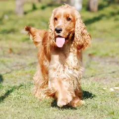 Ein goldener Cocker Spaniel, eine der beliebtesten Spaniel Rassen, genießt die Sonne im Gras.