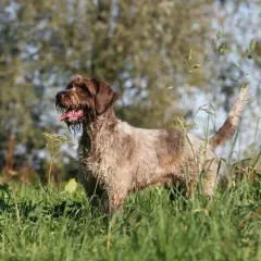 Ein Deutsch Drahthaar, bekannt für seinen ausgeprägten griffon charakter, steht im hohen Gras.