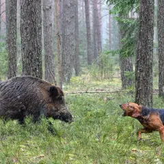 Ein Hund bellt ein Wildschwein im Wald an. Die Szene zeigt eine spannende Jagd mit Hunden im dichten Unterholz.