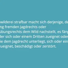 Text über Jagdwilderei in Deutschland: Wer fremdes Jagdrecht verletzt, dem droht Strafe.