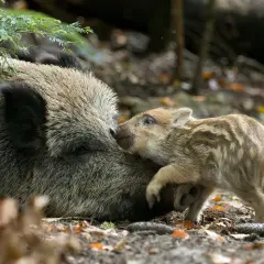 Ein Frischling kuschelt sich an seine Mutter. Bilder von Schwarzwild ansprechen: Ein süßer Moment im Wald.