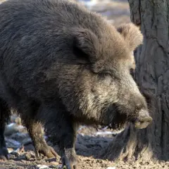 Ein Wildschwein wühlt im Matsch neben einem Baum. Vielleicht sucht es nach Wurzeln, die es nach einem **Pachtvertrag Erbfall** für den Winter bunkern kann.