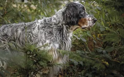 Ein English Setter, eine der eleganten englischen Jagdhunderassen, steht aufmerksam im Wald.