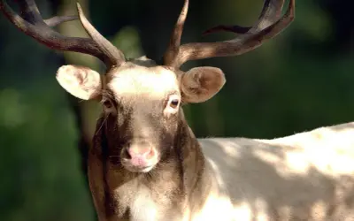 Ein Damhirsch mit prächtigem Geweih blickt in die Kamera. Die Jagdzeit in Niedersachsen beginnt.
