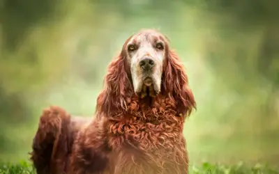 Ein älterer Irish Setter mit markantem Gesicht und rotem Fell, der im Gras sitzt. Seine Lebenserwartung ist hoch, er ist ein treuer Begleiter.
