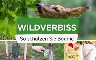 Wildverbiss: Ein Reh frisst Eichenblätter. Bild zeigt Schutzmaßnahmen wie Gitter und Manschetten. Hausmittel gegen Wildverbiss sind hier nicht zu sehen.