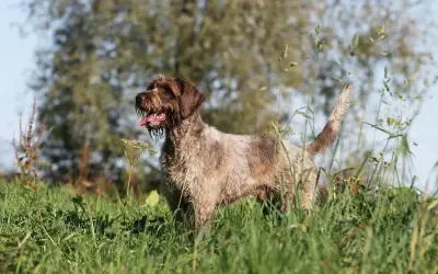 Ein Deutsch Drahthaar, bekannt für seinen ausgeprägten griffon charakter, steht im hohen Gras.