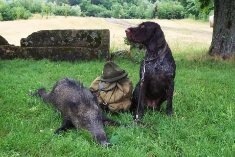 Deutsch Drahthaar Jagd: Ein Hund sitzt neben einem erlegten Wildschwein und Jagdausrüstung im Gras.